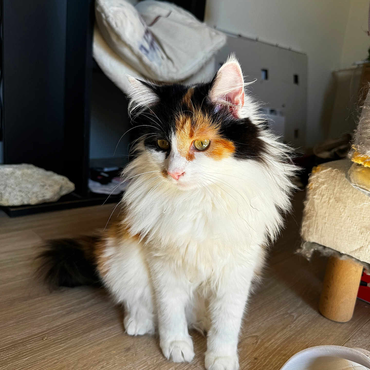 Mia