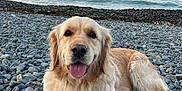 Una a rejoint le concours — aidez-le/la à gagner de superbes lots ! dog, golden_retriever, beach, rocks, ocean, sunset, tongue_out, happy, pet, canine, outdoor, nature, water, sky, animal, relaxing, mammal, fur, daytime, landscape
