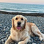 dog, golden_retriever, beach, rocks, ocean, sunset, tongue_out, happy, pet, canine, outdoor, nature, water, sky, animal, relaxing, mammal, fur, daytime, landscape