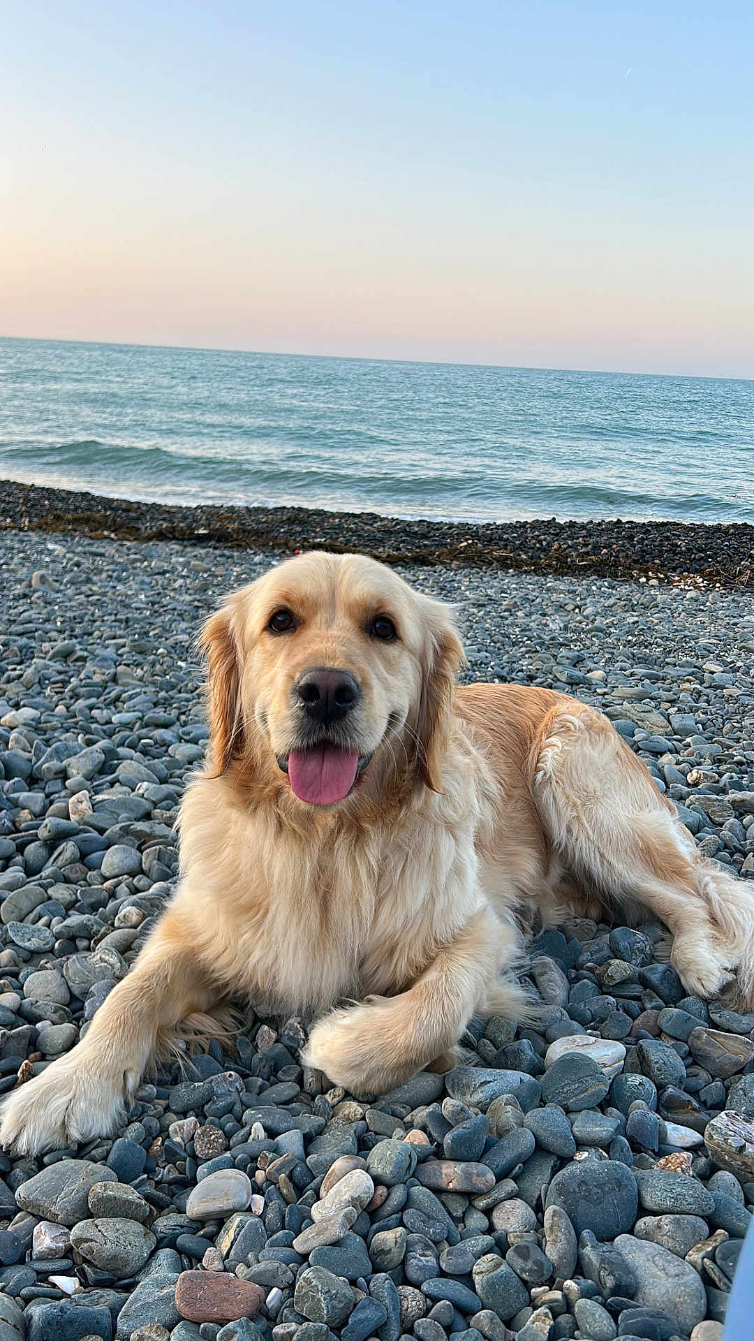 Una a rejoint le concours — aidez-le/la à gagner de superbes lots ! dog, golden_retriever, beach, rocks, ocean, sunset, tongue_out, happy, pet, canine, outdoor, nature, water, sky, animal, relaxing, mammal, fur, daytime, landscape