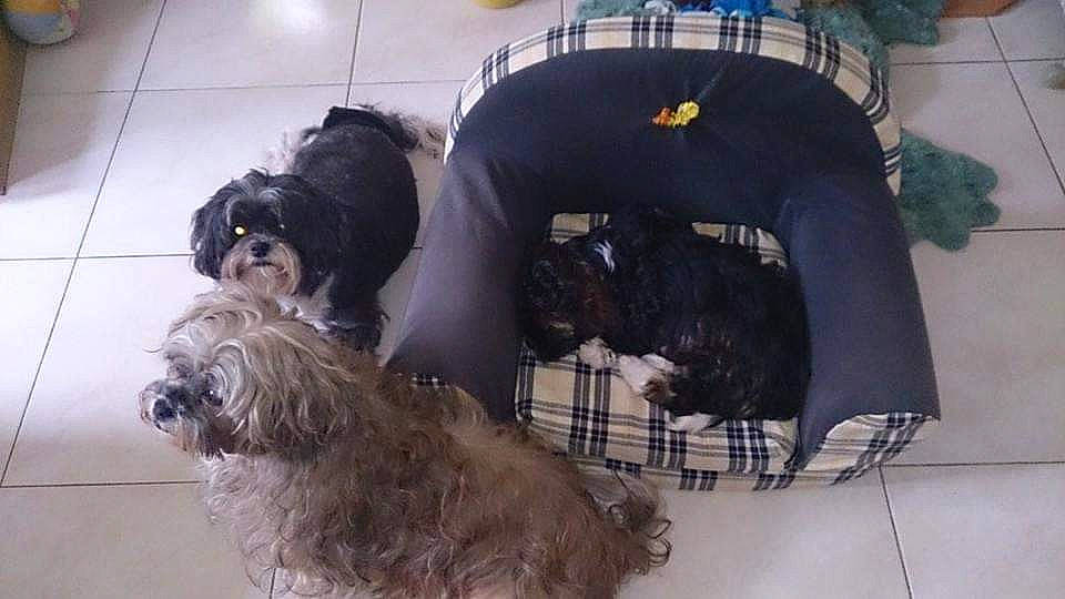 Cerise a rejoint le concours — aidez-le/la à gagner de superbes lots ! bolonka, canidae, cao_da_serra_de_aires, carnivore, catalan_sheepdog, dog, dog_breed, kyi_leo, lhasa_apso, lowchen, mammal, miniature_schnauzer, schapendoes, schnauzer, shih_tzu, snout, sporting_group, terrier, tibetan_terrier, vertebrate