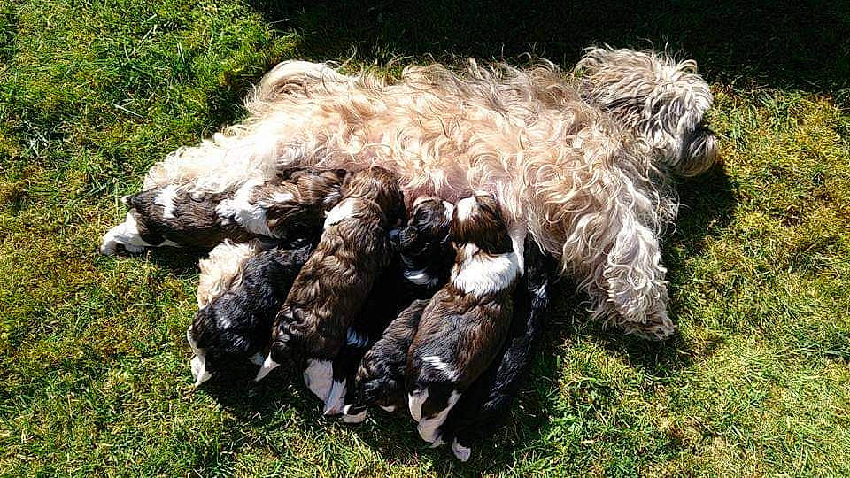 Destinée participe au concours pour gagner de l'argent avec cette photo : bolonka, canidae, carnivore, dog, dog_breed, glen_of_imaal_terrier, lagotto_romagnolo, mammal, non_sporting_group, puppy, schnoodle, spanish_water_dog, sporting_group, sporting_lucas_terrier, terrier, tibetan_terrier, vertebrate
