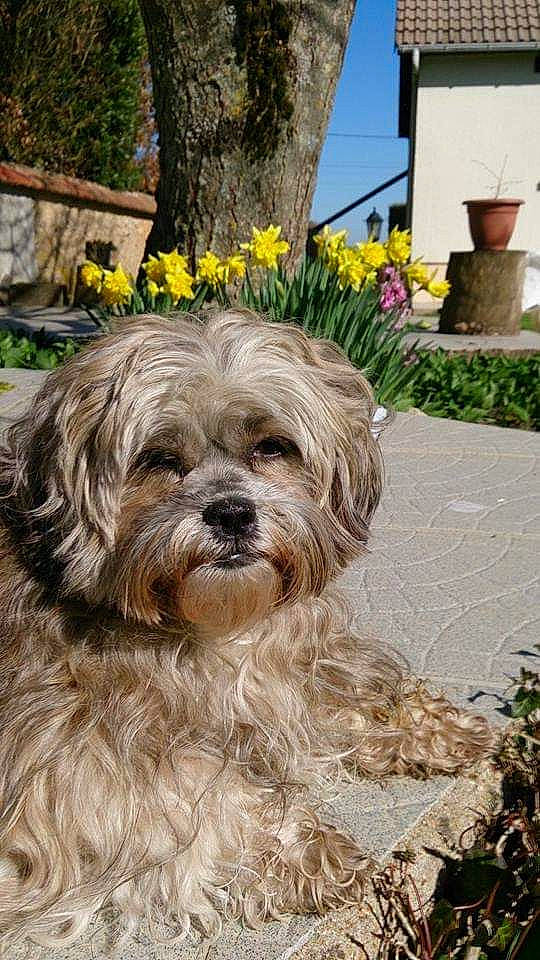 Destinée a rejoint le concours — aidez-le/la à gagner de superbes lots ! bolonka, canidae, carnivore, catalan_sheepdog, chinese_imperial_dog, dog, dog_breed, glen_of_imaal_terrier, havanese, kyi_leo, lhasa_apso, lowchen, maltepoo, mammal, morkie, sapsali, shih_tzu, terrier, tibetan_terrier, vertebrate