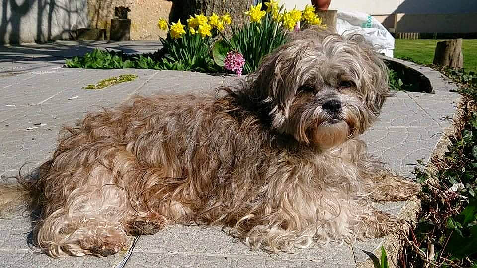 Destinée a rejoint le concours — aidez-le/la à gagner de superbes lots ! bolonka, canidae, carnivore, catalan_sheepdog, chinese_imperial_dog, dog, dog_breed, havanese, kyi_leo, lhasa_apso, lowchen, maltepoo, mammal, pekapoo, shih_poo, shih_tzu, sporting_group, terrier, tibetan_terrier, vertebrate