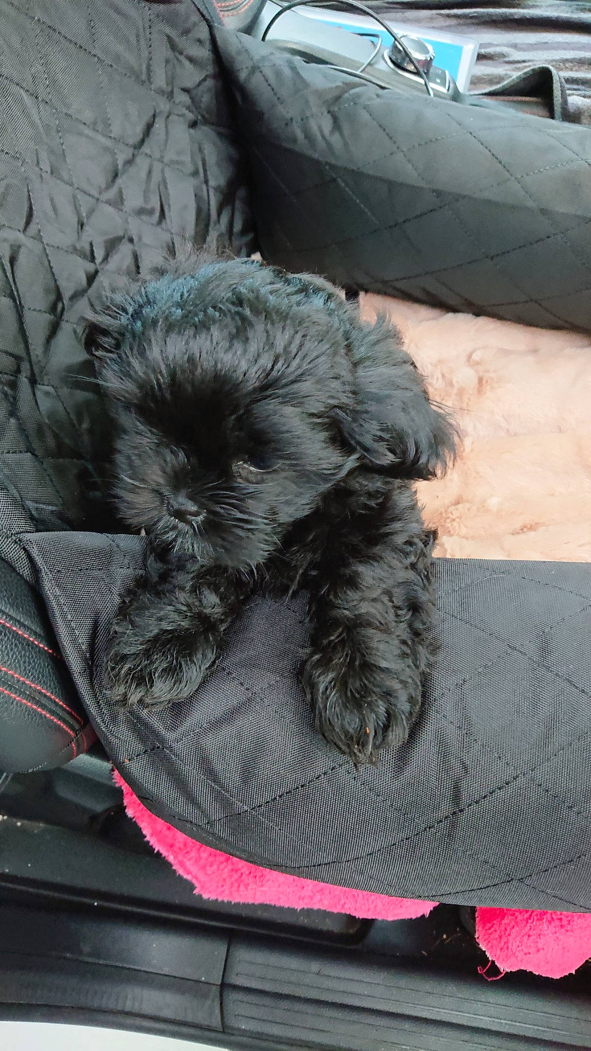 Prune a rejoint le concours — aidez-le/la à gagner de superbes lots ! affenpinscher, bolonka, canidae, carnivore, dog, dog_breed, miniature_schnauzer, non_sporting_group, puppy, schnauzer, snout, sporting_group, terrier