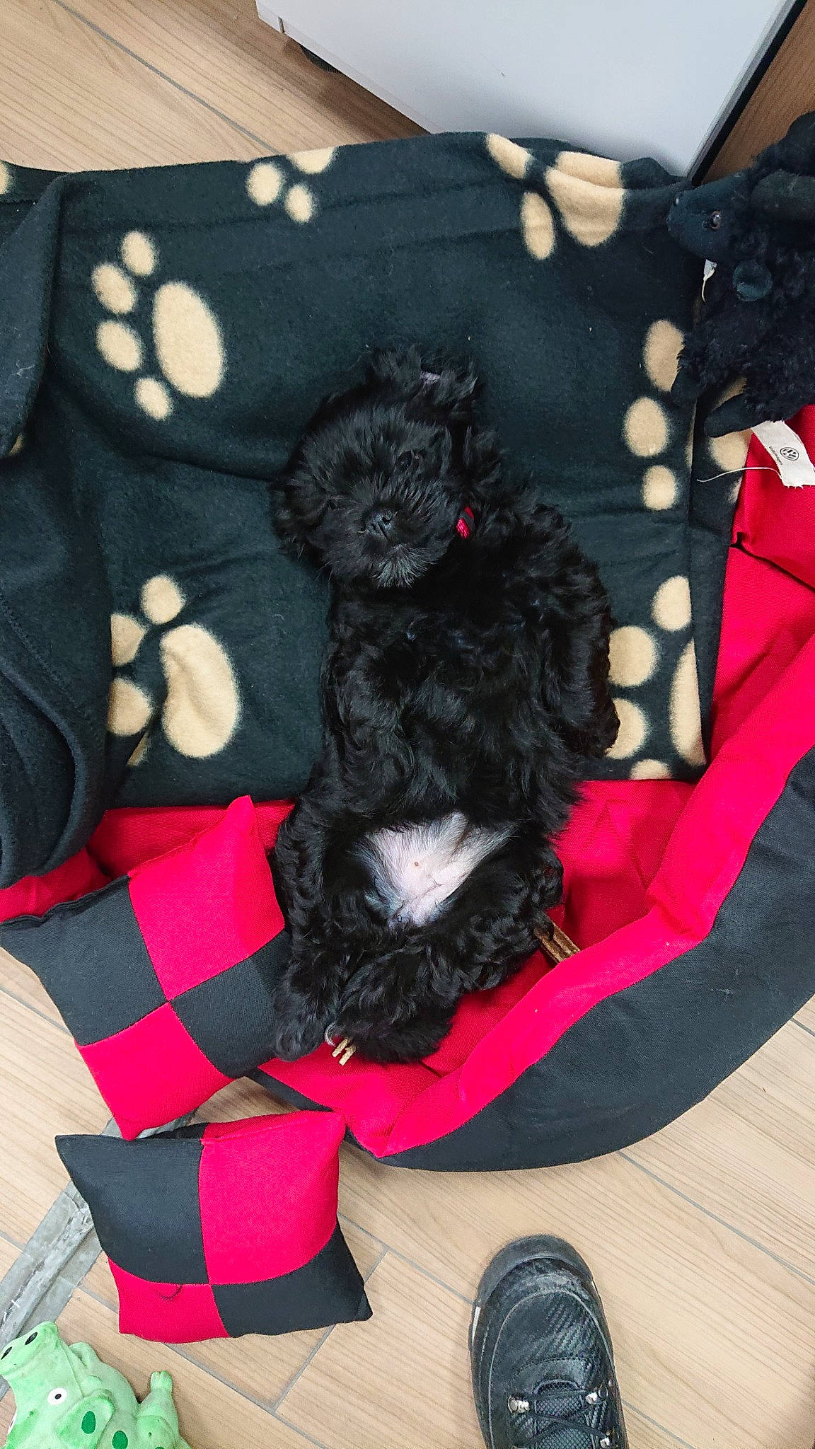 Prune participe au concours pour gagner de l'argent avec cette photo : affenpinscher, black, bolonka, canidae, carnivore, cavapoo, cockapoo, companion_dog, dog, dog_breed, mammal, non_sporting_group, poodle, puppy, schnoodle, shih_tzu, sporting_group, toy_dog, toy_poodle, vertebrate