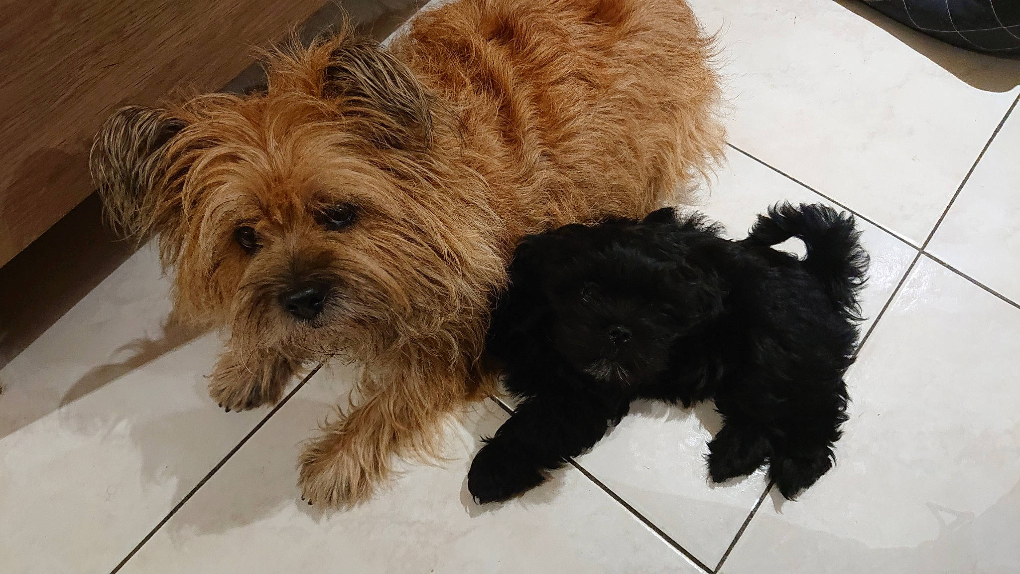 Prune participe au concours pour gagner de l'argent avec cette photo : cairn_terrier, canidae, carnivore, companion_dog, dog, dog_breed, glen_of_imaal_terrier, mammal, morkie, norwich_terrier, puppy, rare_breed_dog, small_terrier, snout, sporting_lucas_terrier, terrier, toy_dog, vertebrate, west_highland_white_terrier, yorkshire_terrier