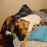 Stone is registered to the contest to win money with this photo: animal, bed, bedroom, blanket, bulldog, canine, cat, couch, cushion, dog, furniture, homedecor, hound, indoors, labradorretriever, linen, pet, pitbull, pointer, puppy