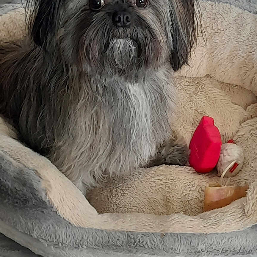 Gino a rejoint le concours — aidez-le/la à gagner de superbes lots ! animal, canine, comfort, companion, cozy, cute, dog, floor, fluffy, fur, gray, home, indoor, looking, mammal, pet_bed, relaxed, resting, small_dog, toy