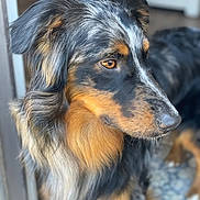 Toby joined the competition — help win amazing prizes! dog, close_up, portrait, fur, brown, black, white, animal, pet, ears, snout, eyes, looking_away, indoor, soft_light, long_fur, muzzle, canine, calm, side_view