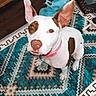 Winnie is registered to the contest to win money with this photo: dog, white_and_brown, indoor, rug, patterned_rug, floor, ear, pet, collar, looking_up, curious, wooden_floor, bed, hanger, box, footwear, shoe, casual, home, animal