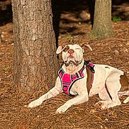 Winnie is registered to the contest to win money with this photo: dog, canine, outdoor, pine_needles, tree_trunk, sunlight, pink_harness, pet, animal, forest_floor, nature, relaxed, lying_down, daytime, white_and_brown, ears, snout, paw, shadow, sunbathing