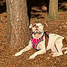 dog, canine, outdoor, pine_needles, tree_trunk, sunlight, pink_harness, pet, animal, forest_floor, nature, relaxed, lying_down, daytime, white_and_brown, ears, snout, paw, shadow, sunbathing