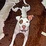 dog, lying_down, brown_and_white, cowhide_rug, floor, indoor, pet, looking_up, animal, ears, face, collar, bone, chair_leg, wood_floor, white_patches, brown_patches, paw, fur, domestic_animal