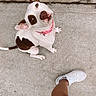 Winnie is registered to the contest to win money with this photo: dog, white_dog, brown_spots, pink_collar, looking_up, tilted_head, concrete_floor, person, legs, white_sneakers, shorts, outdoor, pet, cute, animal, companion, casual, summer, walking, texture