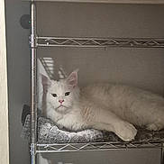 Bugatti joined the competition — help win amazing prizes! animal, blanket, calm, cat, cozy, feline, fluffy, fur, home, indoor, metal_shelf, pet, pink_nose, quiet, relaxed, resting, shadow, shelving_unit, wall, white_cat