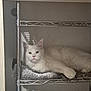animal, blanket, calm, cat, cozy, feline, fluffy, fur, home, indoor, metal_shelf, pet, pink_nose, quiet, relaxed, resting, shadow, shelving_unit, wall, white_cat