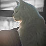 animal, calm, cat, domestic, feline, fluffy, fur, indoor, natural_light, pet, profile, quiet, relaxed, shadow, side_view, silhouette, soft_light, two_cats, white_cat, window