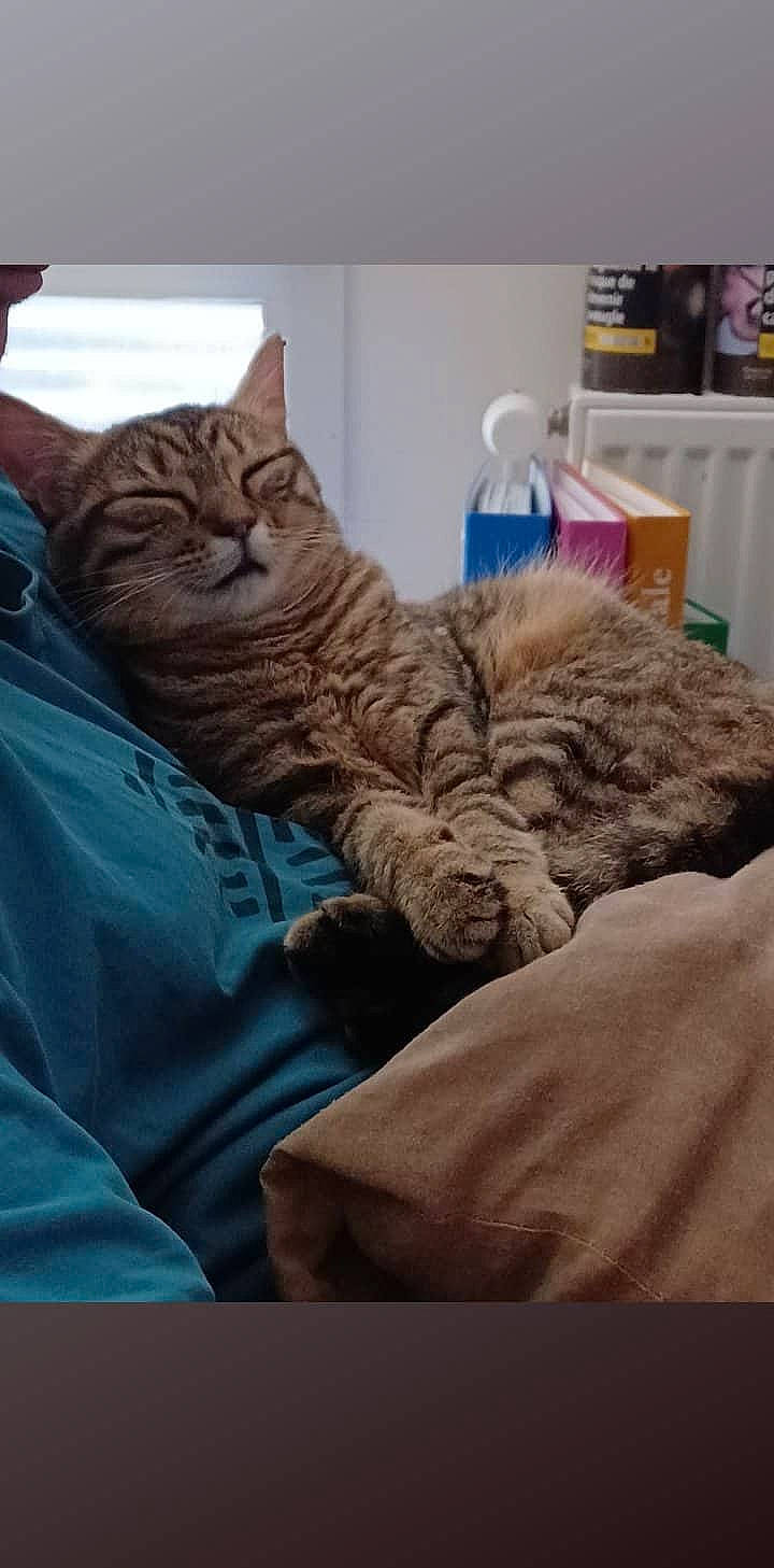 Semilla participe au concours pour gagner de l'argent avec cette photo : bed, bedding, carnivore, cat, claw, comfort, domestic_short_haired_cat, felidae, fur, gesture, grey, linens, nap, paw, room, small_to_medium_sized_cats, snout, tail, textile, whiskers