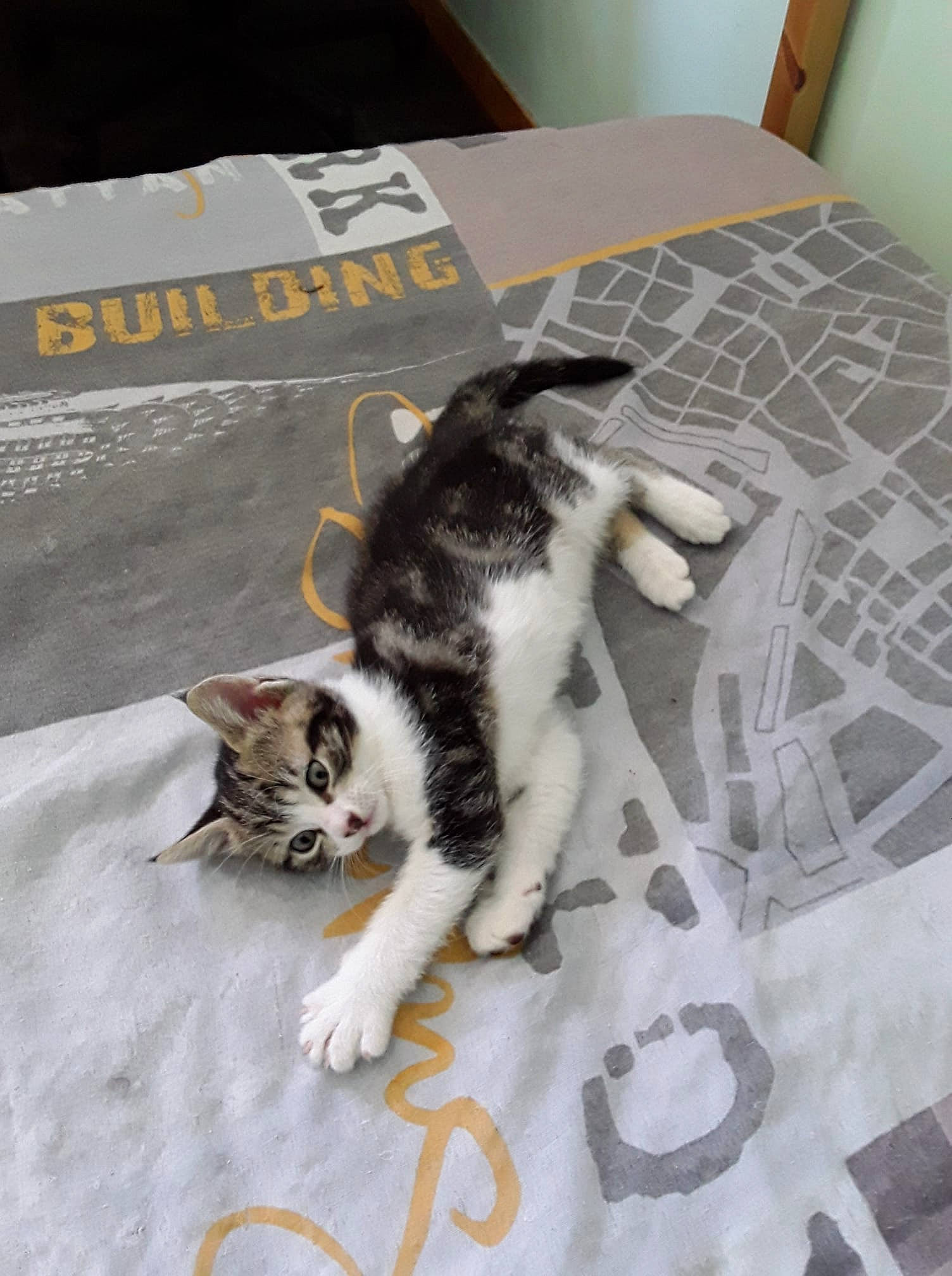 Praline participe au concours pour gagner de l'argent avec cette photo : carnivore, cat, comfort, domestic_short_haired_cat, felidae, floor, flooring, fur, hardwood, paw, room, small_to_medium_sized_cats, tail, terrestrial_animal, whiskers