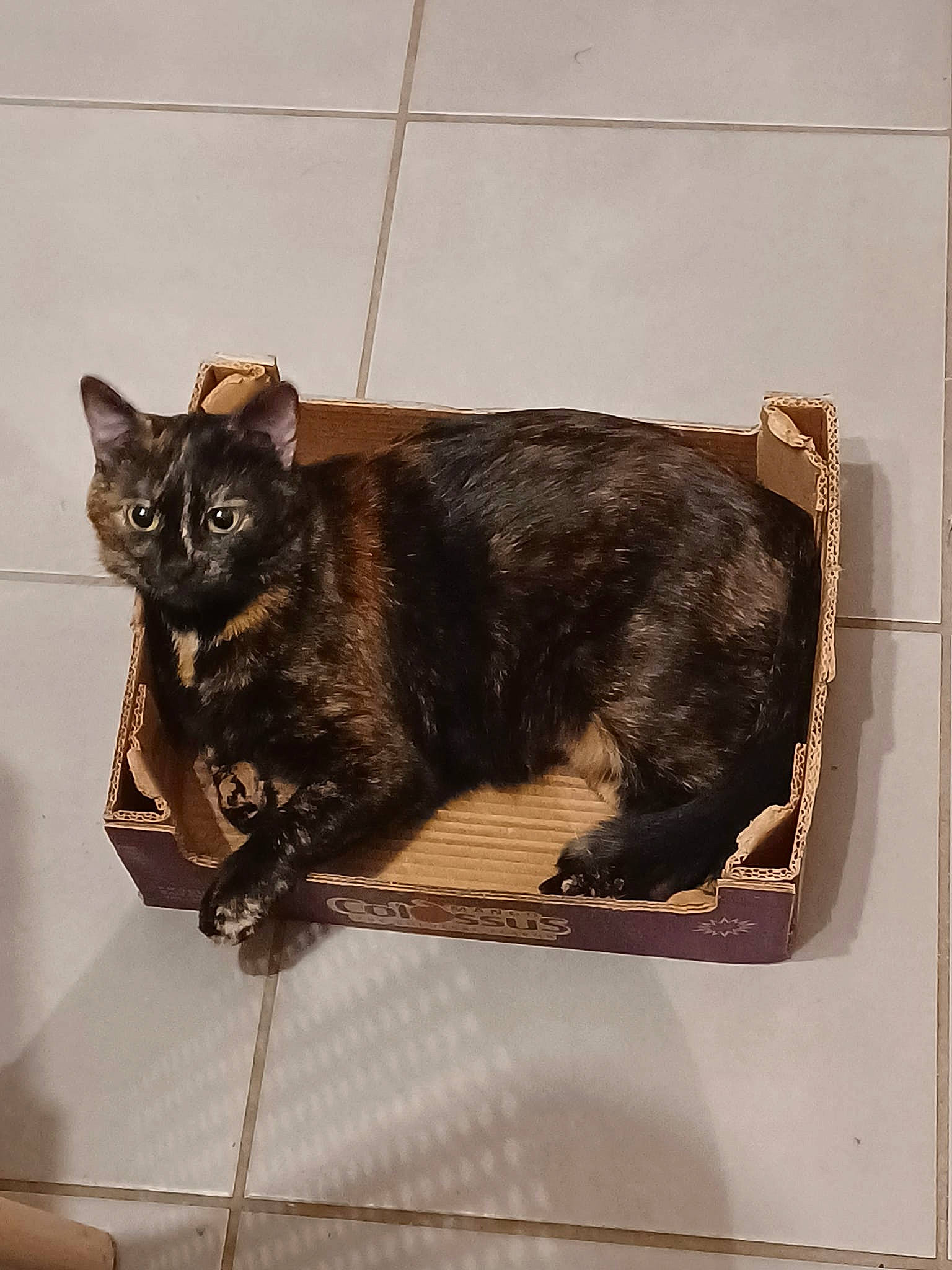 Chocolat participe au concours pour gagner de l'argent avec cette photo : black_cat, carnivore, cat, claw, domestic_short_haired_cat, felidae, flooring, fur, metal, pet_supply, rectangle, room, small_to_medium_sized_cats, square, tail, terrestrial_animal, whiskers, wood