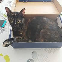 Chocolat a rejoint le concours — aidez-le/la à gagner de superbes lots ! box, cardboard, carnivore, carton, cat, cat_supply, comfort, domestic_short_haired_cat, felidae, fur, paw, pet_supply, rectangle, shipping_box, small_to_medium_sized_cats, tail, whiskers