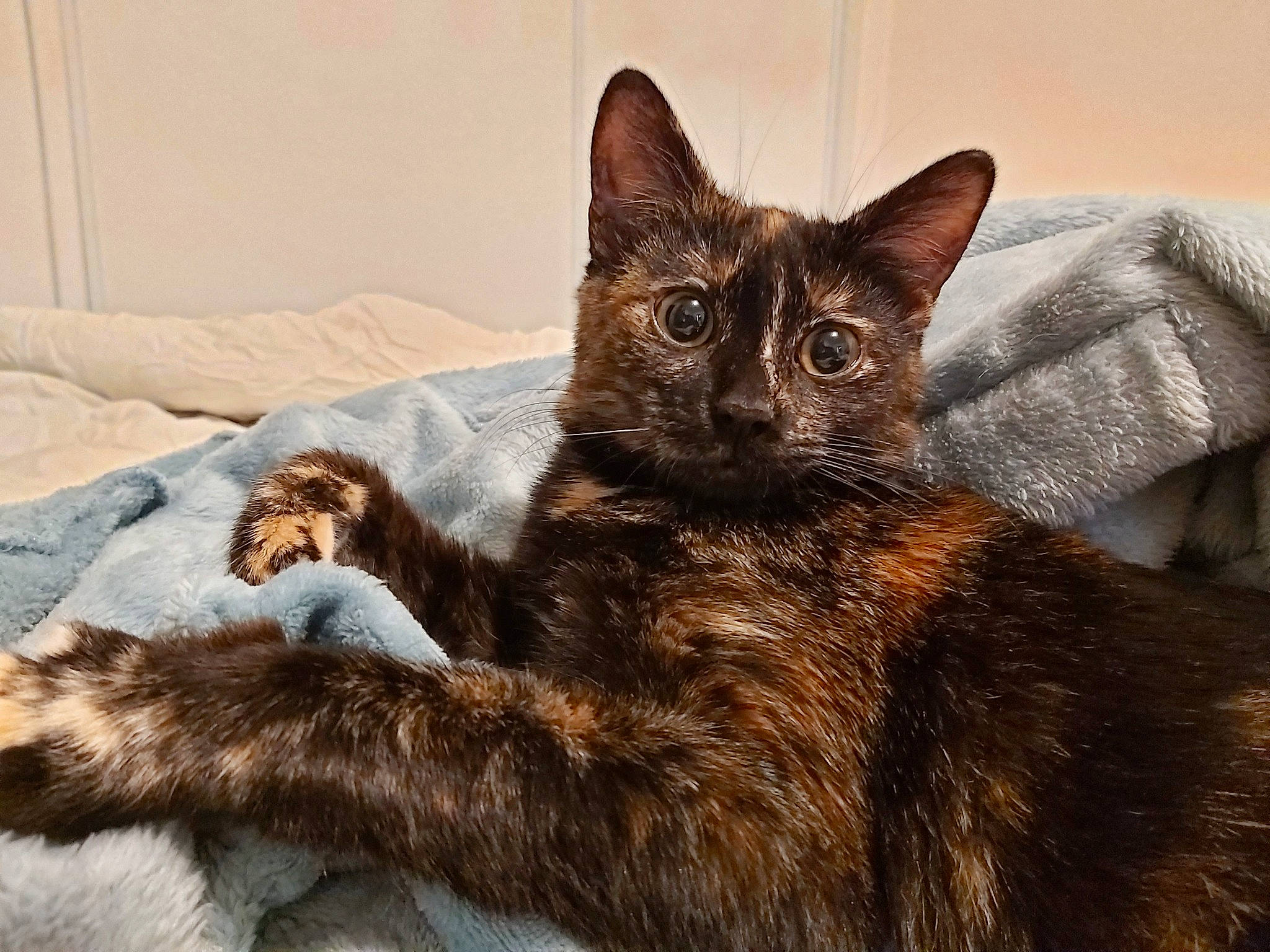 Chocolat participe au concours pour gagner de l'argent avec cette photo : bed, black_cat, bombay, carnivore, cat, claw, comfort, domestic_short_haired_cat, ear, felidae, flowerpot, fur, liver, paw, small_to_medium_sized_cats, snout, tail, terrestrial_animal, whiskers, window