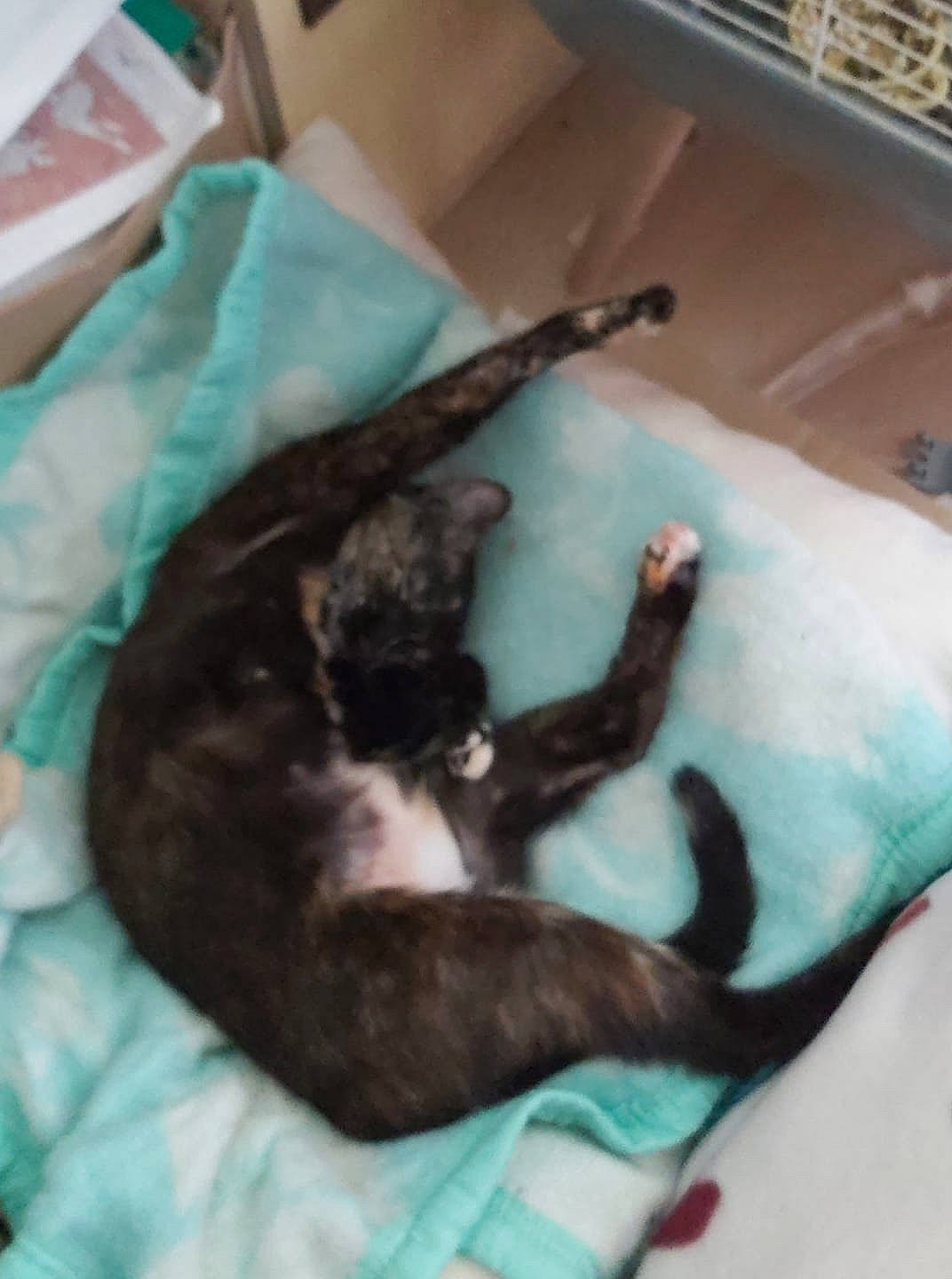 Chocolat participe au concours pour gagner de l'argent avec cette photo : bed, black_cat, canidae, carnivore, cat, claw, comfort, dog_breed, domestic_short_haired_cat, felidae, fur, linens, nap, paw, room, small_to_medium_sized_cats, sporting_group, tail, whiskers