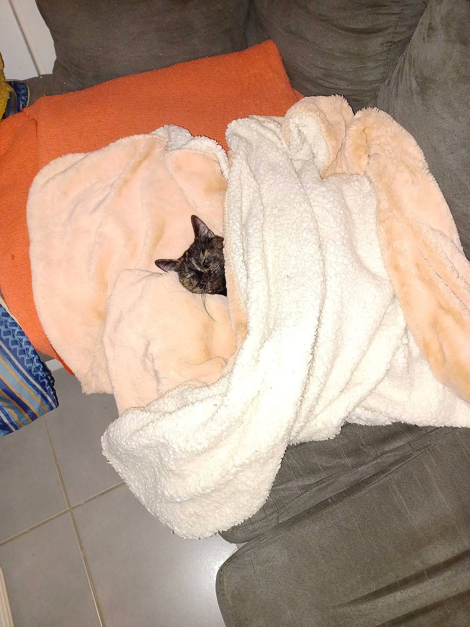 Chocolat participe au concours pour gagner de l'argent avec cette photo : canidae, carnivore, cat, comfort, companion_dog, domestic_short_haired_cat, fawn, felidae, flooring, fur, hardwood, human_leg, linens, nap, room, small_to_medium_sized_cats, sporting_group, tail, whiskers, wood