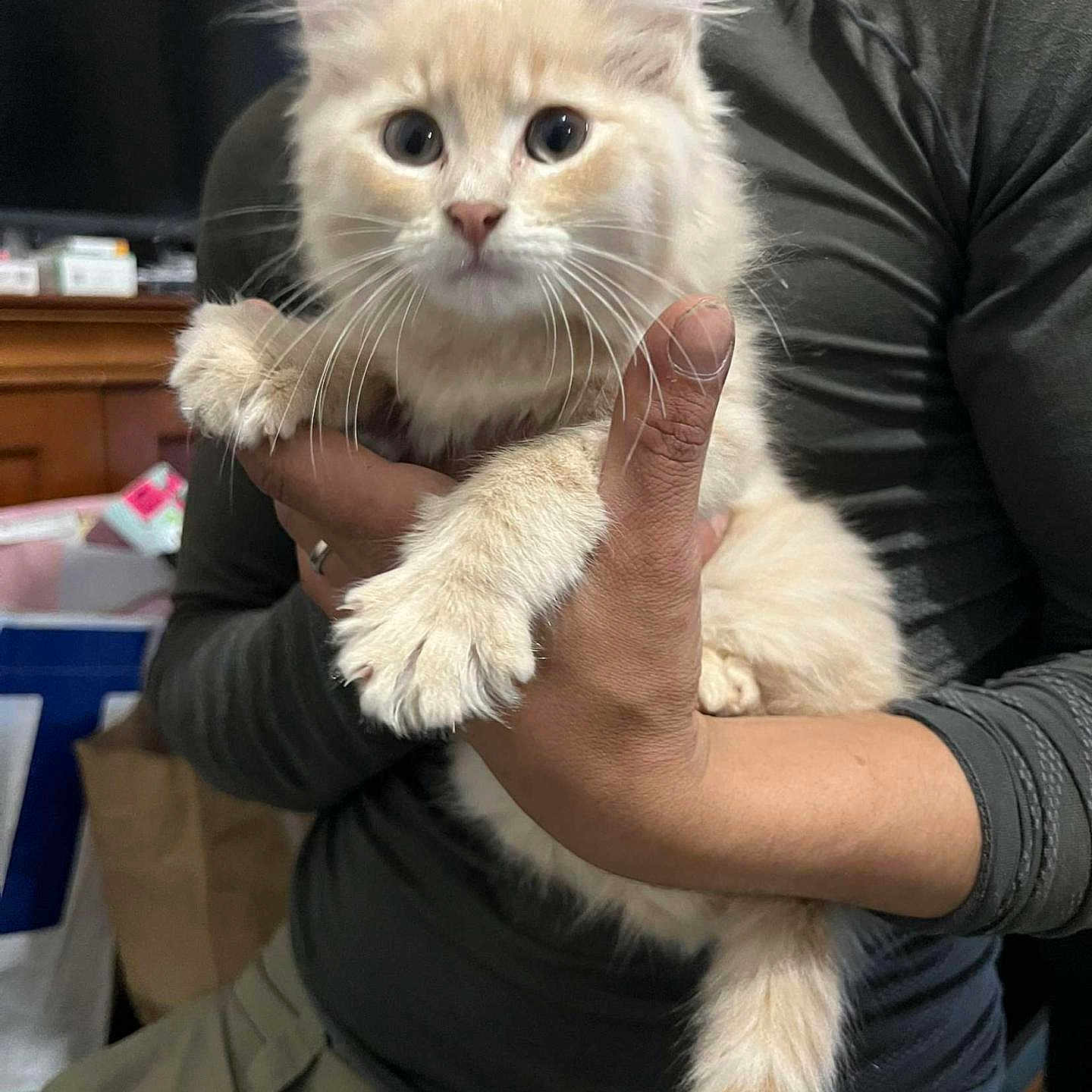Nala participe au concours pour gagner de l'argent avec cette photo : abyssinian, angora, animal, bodypart, cat, clothing, doctor, egyptiancat, face, finger, hand, head, kitten, manx, person, pet, photography, portrait, siamese, sleeve
