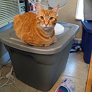 Tigger is registered to the contest to win money with this photo: alert, appliance, cat, cozy, curious, domestic, fan, feline, flooring, footwear, household_items, indoor, orange_tabby, pet, plastic_bin, resting, slippers, tile_floor, window, window_air_conditioner
