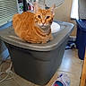 alert, appliance, cat, cozy, curious, domestic, fan, feline, flooring, footwear, household_items, indoor, orange_tabby, pet, plastic_bin, resting, slippers, tile_floor, window, window_air_conditioner