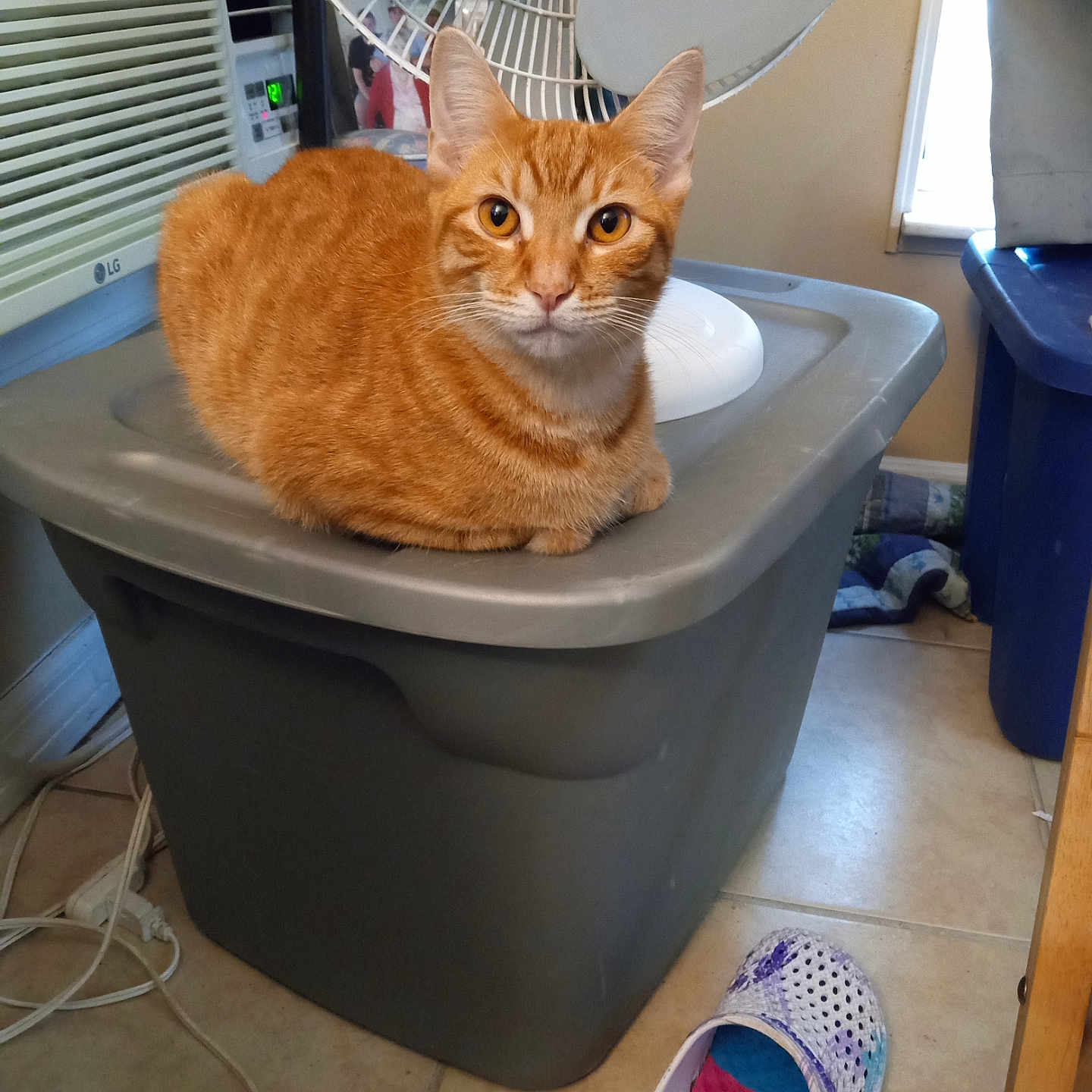 Tigger