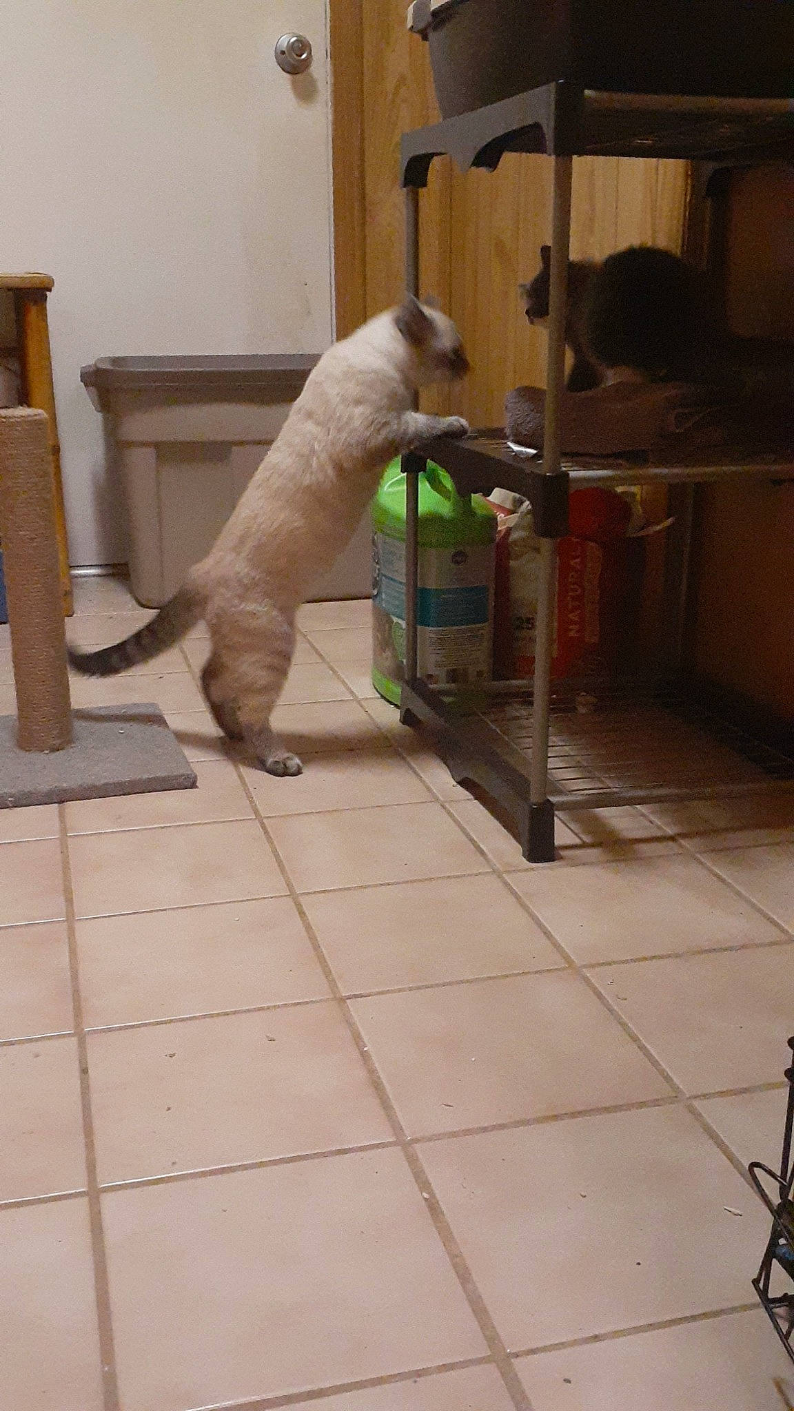 Sushi joined the competition — help win amazing prizes! bull_terrier, canidae, carnivore, cat, companion_dog, dog, dog_breed, dogo_argentino, fawn, felidae, floor, flooring, hardwood, non_sporting_group, sporting_group, tail, tile