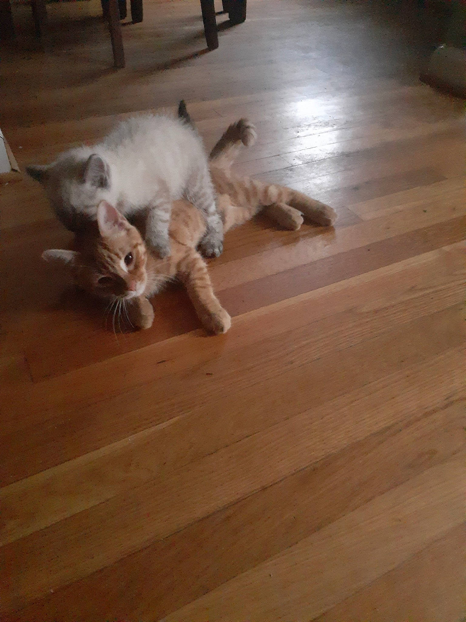 Sushi joined the competition — help win amazing prizes! canidae, carnivore, cat, dog_breed, fawn, felidae, floor, flooring, hardwood, laminate_flooring, mammal, small_to_medium_sized_cats, spinone_italiano, sporting_group, tail, whiskers, wood, wood_flooring