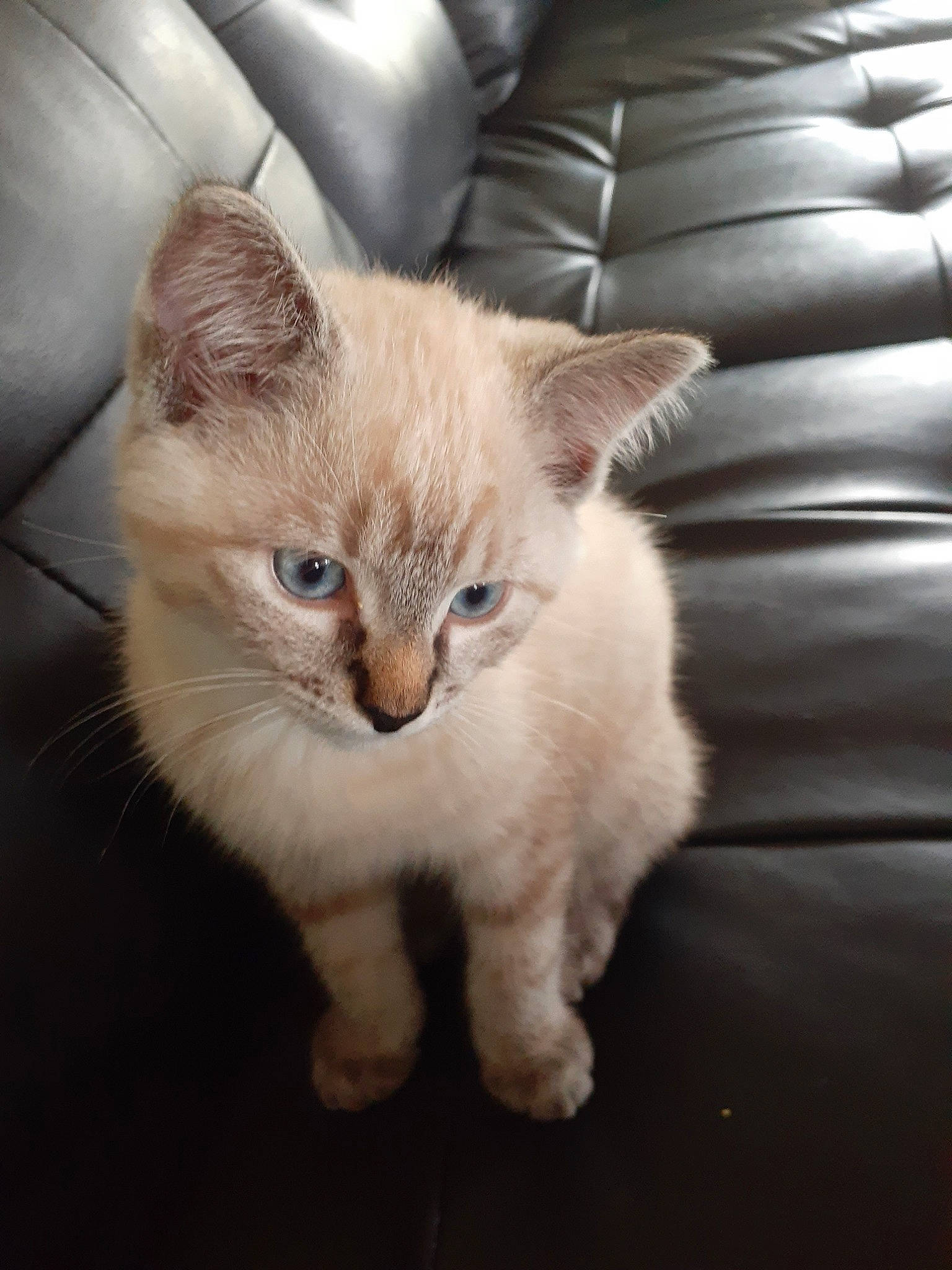 Sushi is registered to the contest to win money with this photo: asian, british_semi_longhair, burmilla, carnivore, cat, domestic_long_haired_cat, domestic_short_haired_cat, ear, eye, fawn, felidae, fur, german_rex, kitten, mammal, nose, ojos_azules, small_to_medium_sized_cats, vertebrate, whiskers