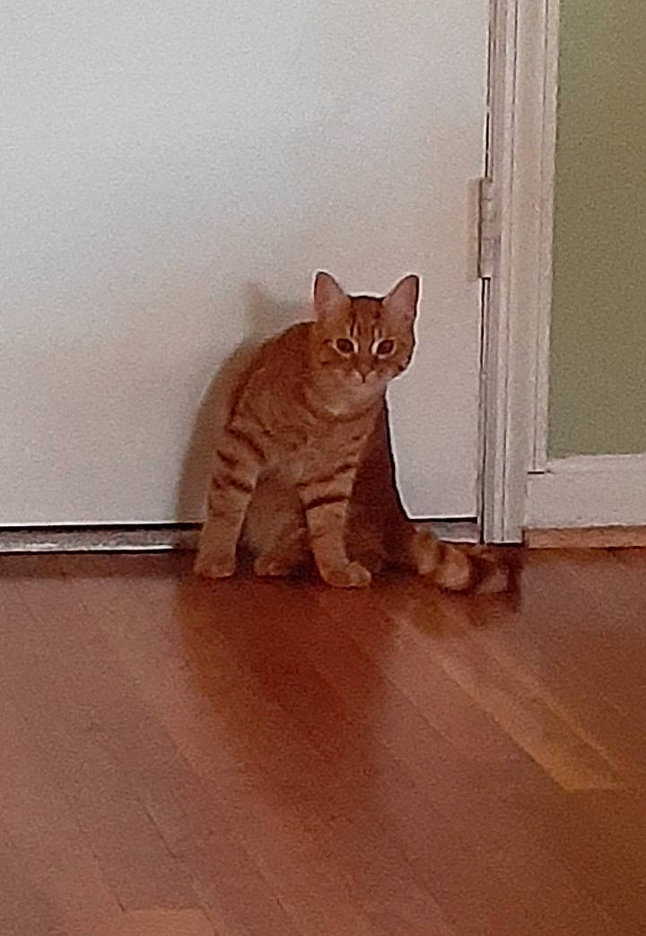 Sunny is registered to the contest to win money with this photo: asian, carnivore, cat, domestic_short_haired_cat, european_shorthair, fawn, felidae, floor, flooring, hardwood, kitten, laminate_flooring, mammal, ocicat, small_to_medium_sized_cats, tail, tile, whiskers, wood, wood_flooring