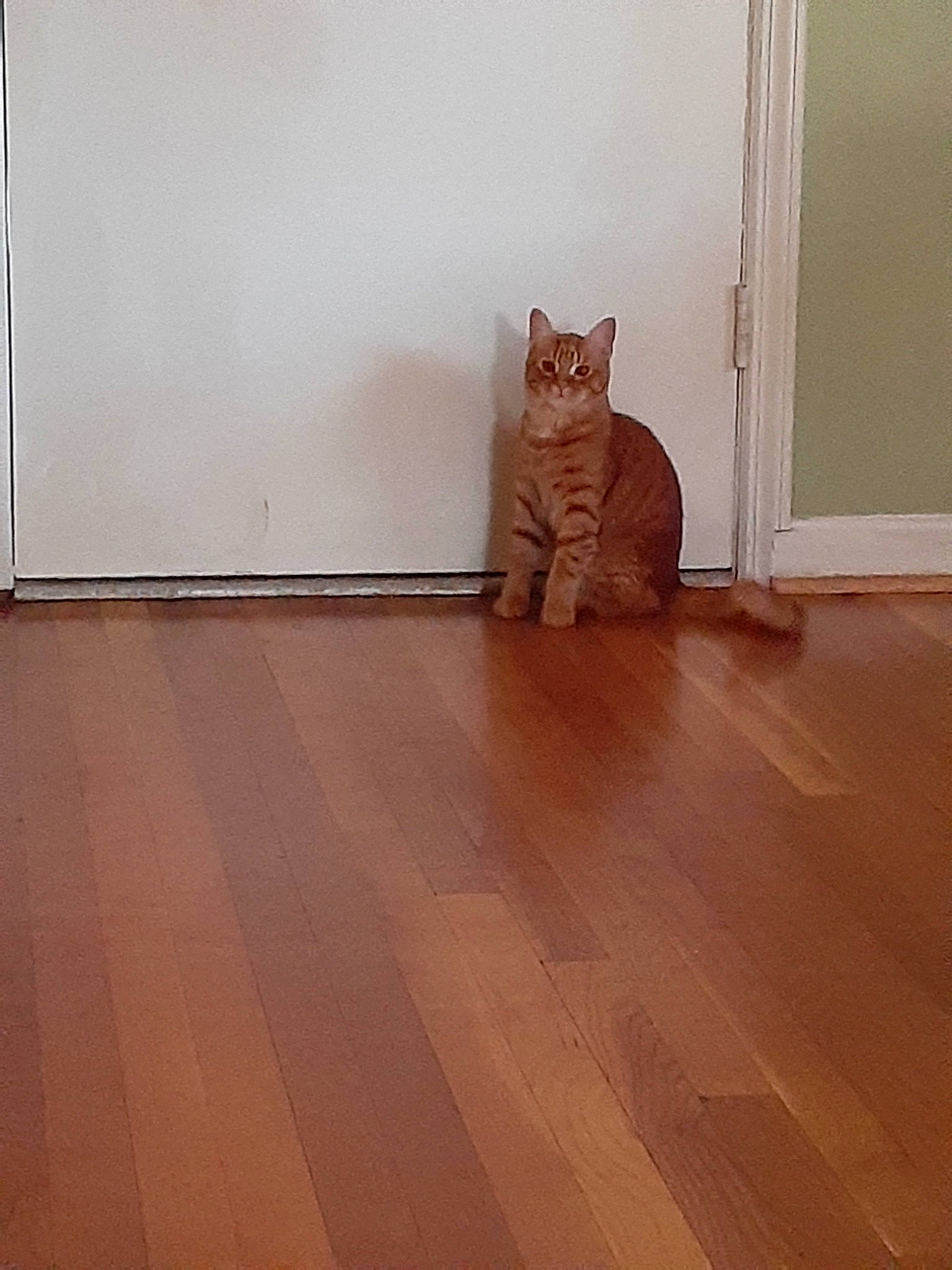 Sunny joined the competition — help win amazing prizes! brown, carnivore, cat, design, fawn, felidae, floor, flooring, hardwood, laminate_flooring, pattern, plywood, room, small_to_medium_sized_cats, tile, varnish, whiskers, wood, wood_flooring, wood_stain