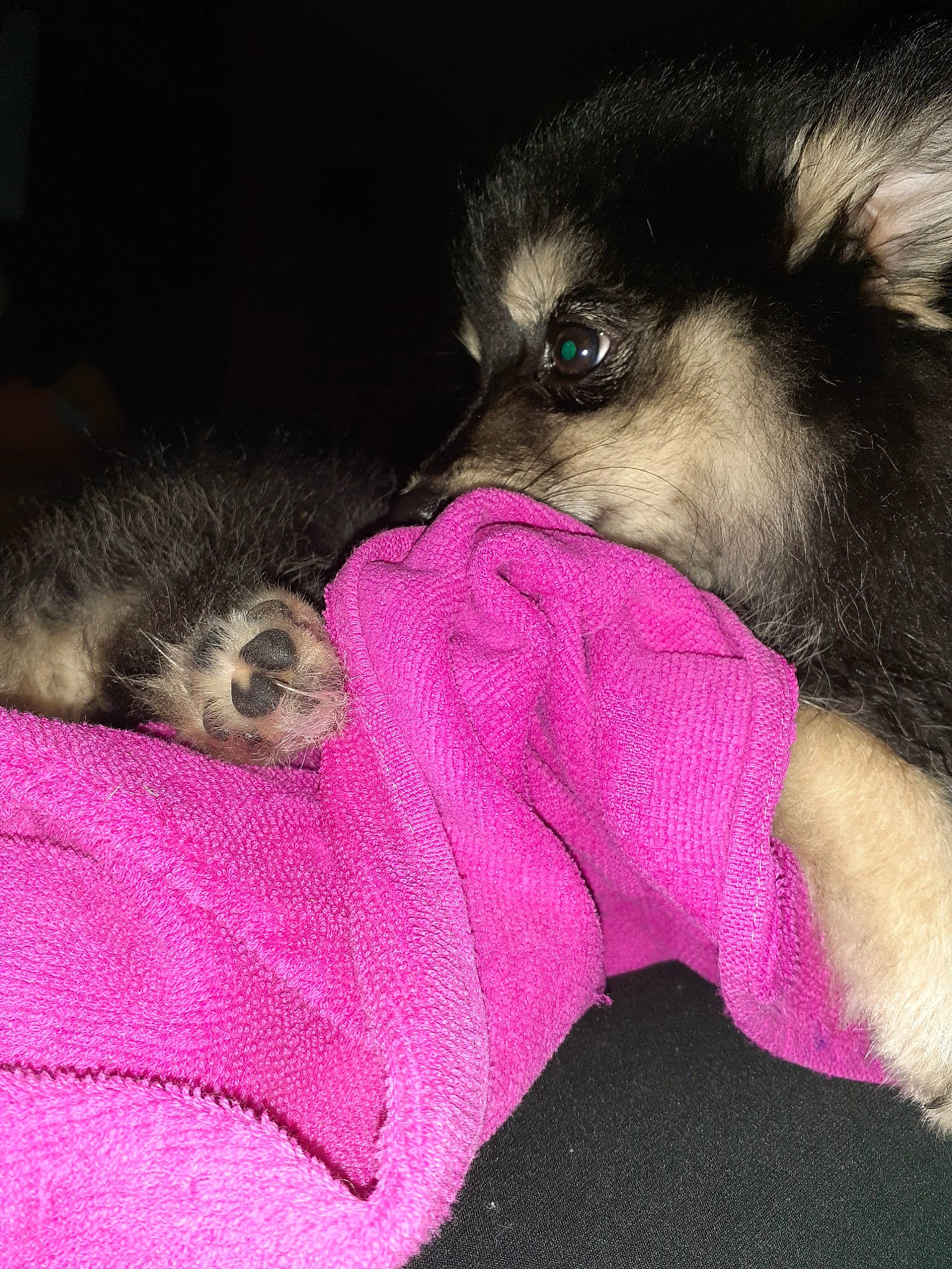 Oso is registered to the contest to win money with this photo: canidae, carnivore, companion_dog, dog, dog_breed, ferret, fur, mammal, pink, pomeranian, puppy, skin, toy_dog, vertebrate