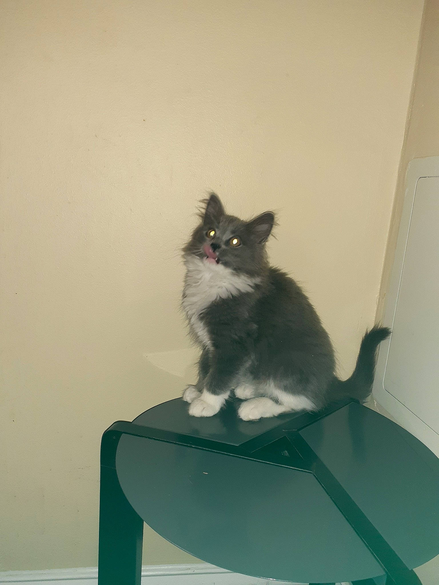 Lilly joined the competition — help win amazing prizes! black_cat, carnivore, cat, chartreux, domestic_short_haired_cat, european_shorthair, felidae, kitten, korat, nebelung, russian_blue, sitting, small_to_medium_sized_cats, stairs, table, tail, whiskers