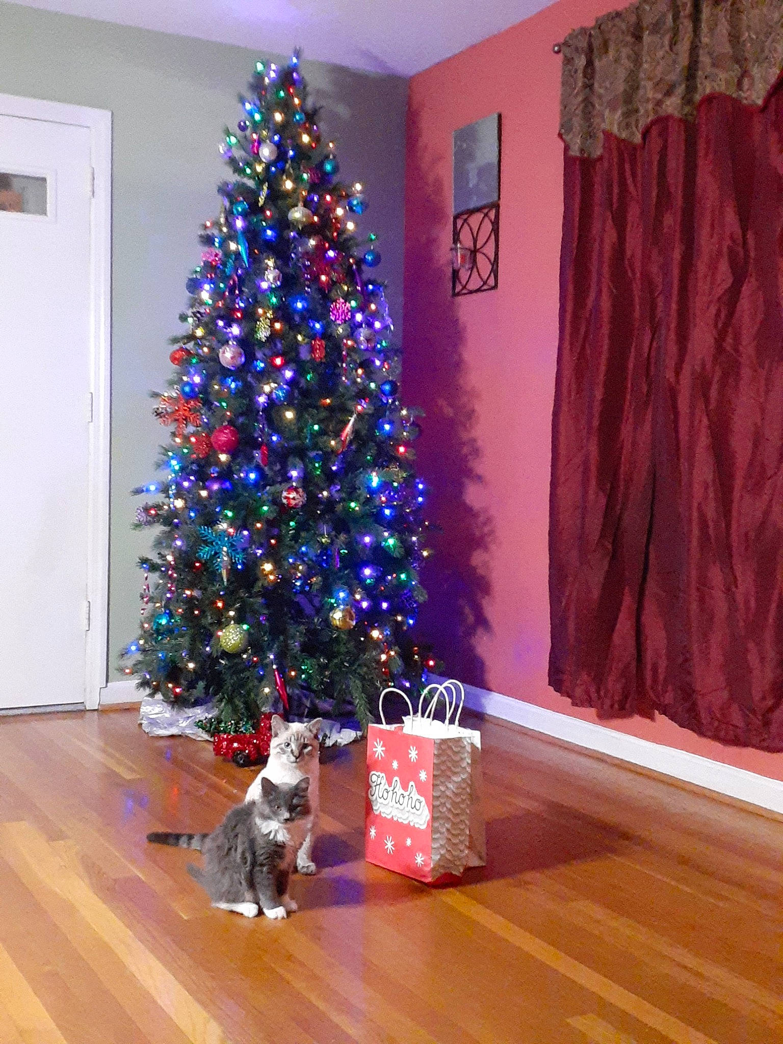 Lilly joined the competition — help win amazing prizes! canidae, christmas, christmas_decoration, christmas_eve, christmas_ornament, christmas_tree, dog, fawn, hardwood, holiday_ornament, home, interior_design, living_room, plant, room, sporting_group, tree, wood, woody_plant