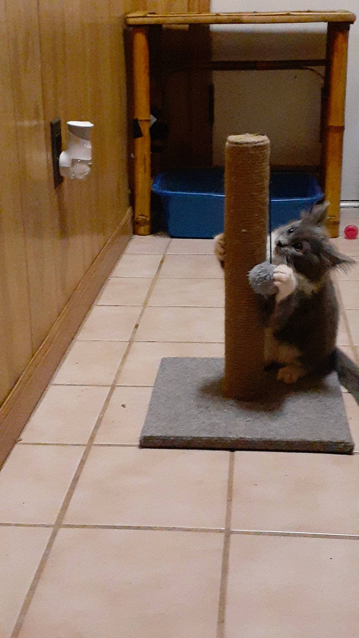 Lilly joined the competition — help win amazing prizes! canidae, carnivore, dog_breed, floor, flooring, tile