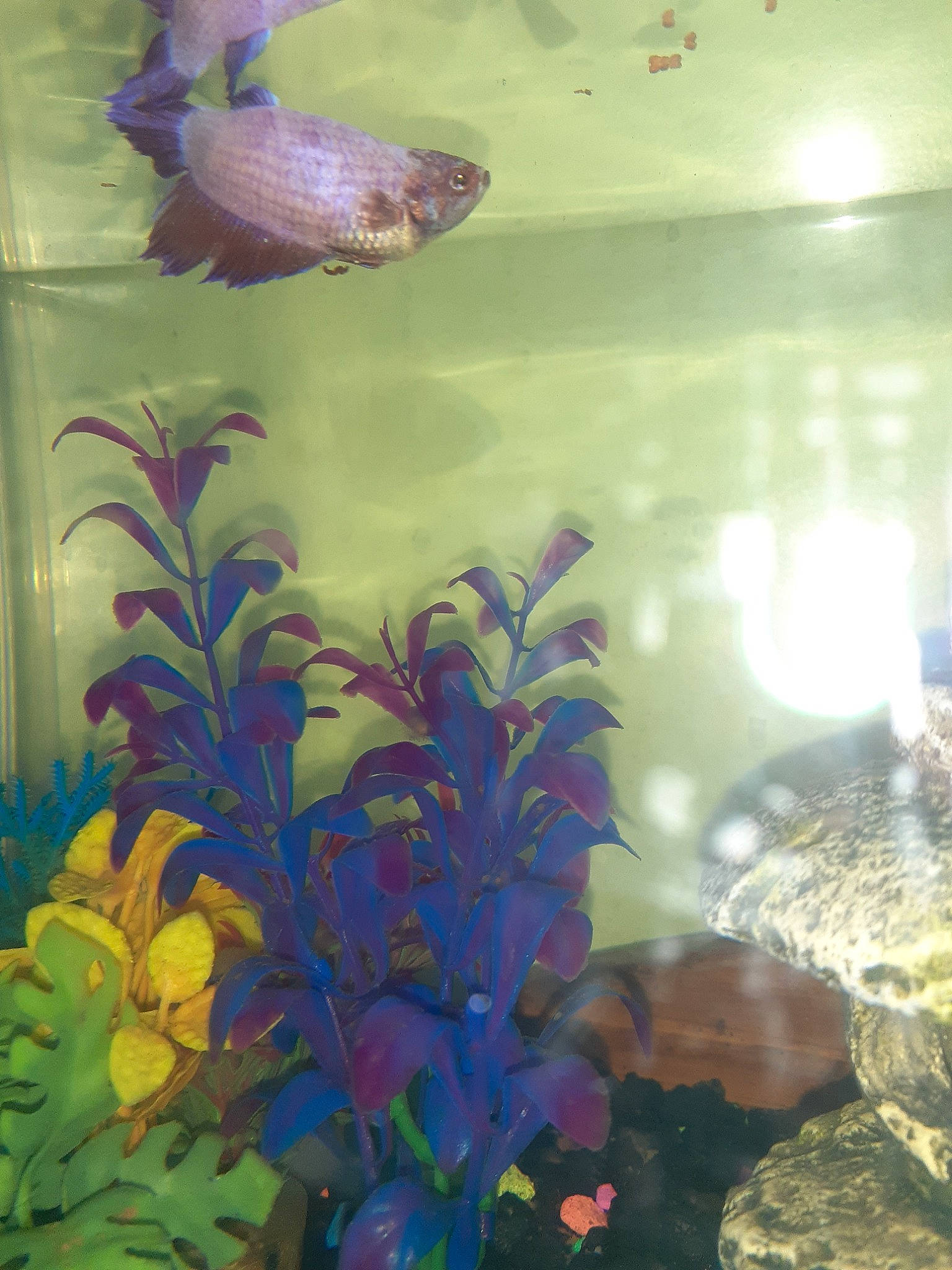 Coral is registered to the contest to win money with this photo: aquarium, aquarium_decor, aquarium_fish_feed, aquarium_lighting, coral_reef_fish, feeder_fish, fish, freshwater_aquarium, majorelle_blue, marine_biology, organism, plant