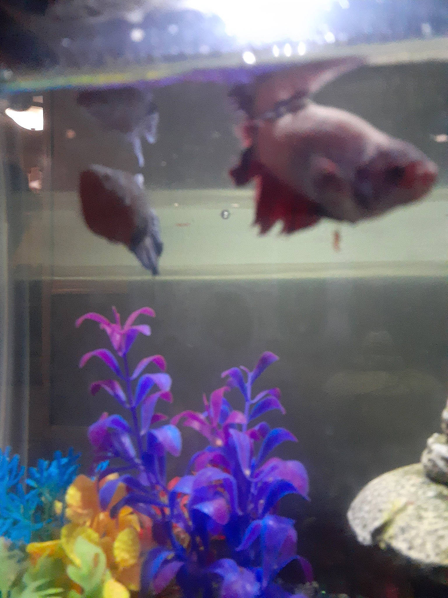 Coral is registered to the contest to win money with this photo: aquarium, aquarium_decor, aquarium_lighting, aquatic_plant, coral_reef_fish, electric_blue, feeder_fish, fish, freshwater_aquarium, marine_biology, organism, tail, underwater