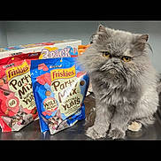 Oops joined the competition — help win amazing prizes! cat, persian_cat, fluffy_cat, gray_cat, cat_food, cat_treats, friskies, party_mix, packaging, yellow_eyes, pet, indoor, table, shiny_surface, pet_food, kitten, animal, feline, cute, domestic_cat
