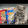 cat, persian_cat, fluffy_cat, gray_cat, cat_food, cat_treats, friskies, party_mix, packaging, yellow_eyes, pet, indoor, table, shiny_surface, pet_food, kitten, animal, feline, cute, domestic_cat