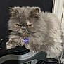 Oops is registered to the contest to win money with this photo: cat, gray_cat, fluffy_fur, grumpy_face, yellow_eyes, collar, tag, indoor, electronic_device, black_background, pet, animal, feline, closeup, resting, fur, cute, domestic_cat, whiskers, expression