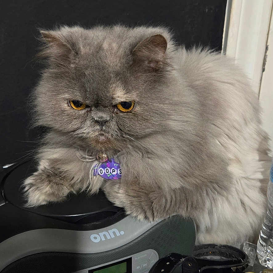 Oops is registered to the contest to win money with this photo: animal, black_background, cat, closeup, collar, cute, domestic_cat, electronic_device, expression, feline, fluffy_fur, fur, gray_cat, grumpy_face, indoor, pet, resting, tag, whiskers, yellow_eyes