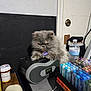 Oops joined the competition — help win amazing prizes! cat, fluffy, gray, boombox, markers, water_bottle, prescription_bottle, desk, indoor, pet, feline, clutter, stationery, container, door, lock, table, fur, animal, expression