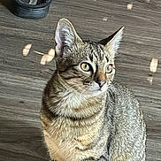 Mario The Ninja joined the competition — help win amazing prizes! animal, cat, curious, domestic, ears, eyes, feline, fur, indoor, light_spots, mammal, pet, shoe, side_view, sitting, striped, tabby_cat, whiskers, wooden_floor, young_cat